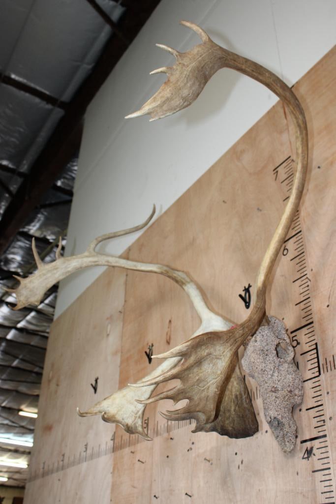 Big 24-Point CARIBOU Skull with a "Rock Spray" Texture Finish - 3