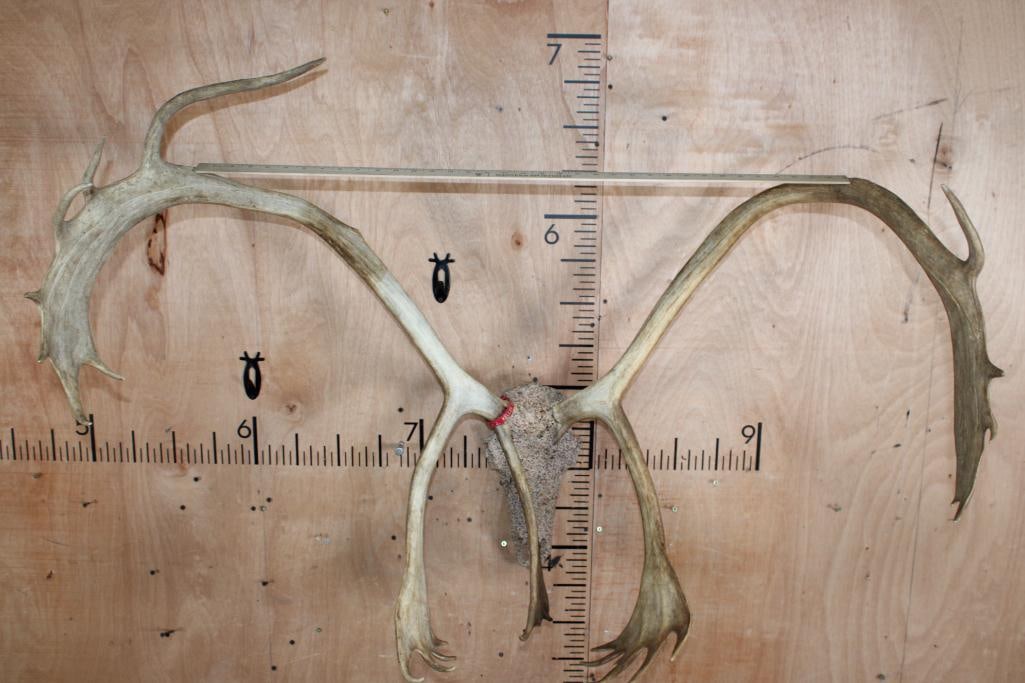 Big 24-Point CARIBOU Skull with a "Rock Spray" Texture Finish - 6