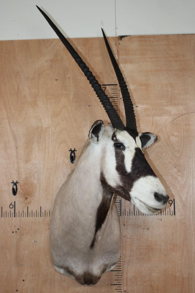 GEMSBOK Shoulder Mount - 2