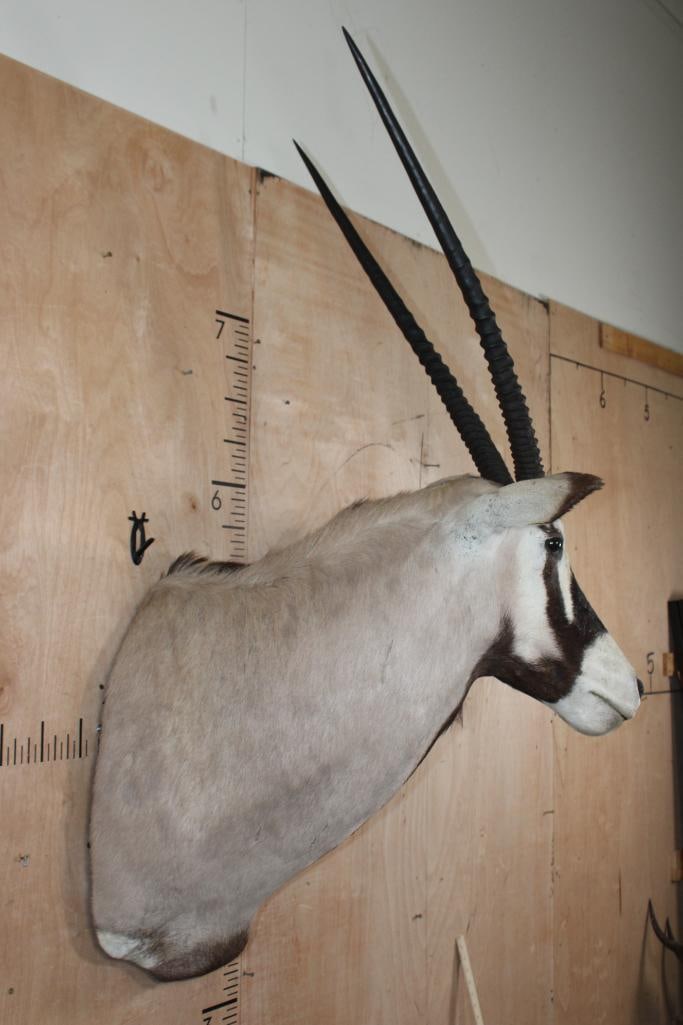 GEMSBOK Shoulder Mount - 3