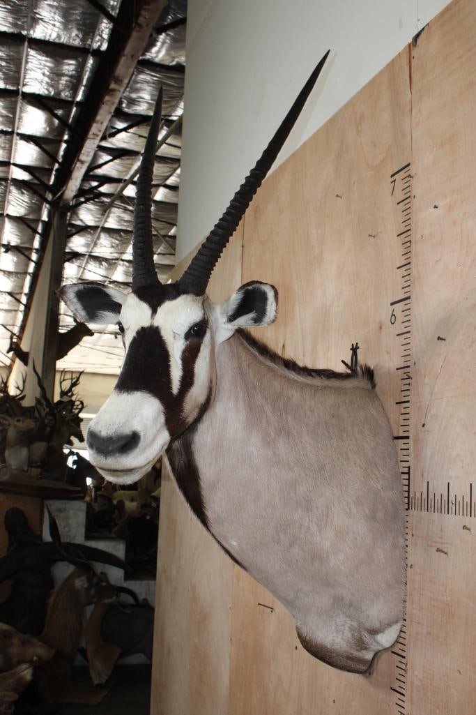 GEMSBOK Shoulder Mount - 4