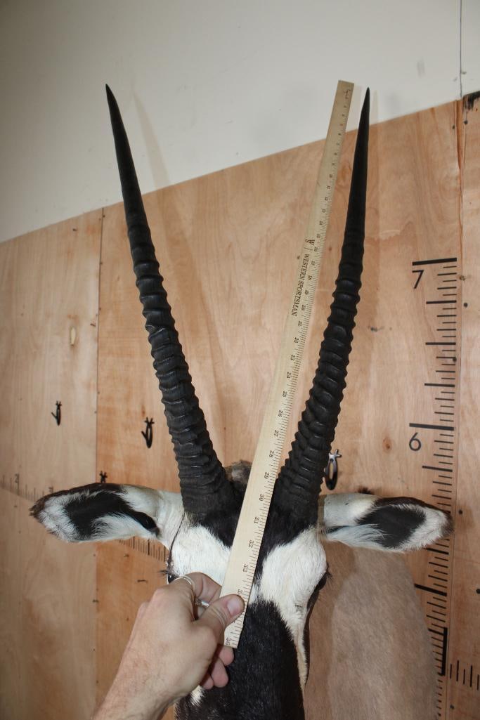 GEMSBOK Shoulder Mount - 5