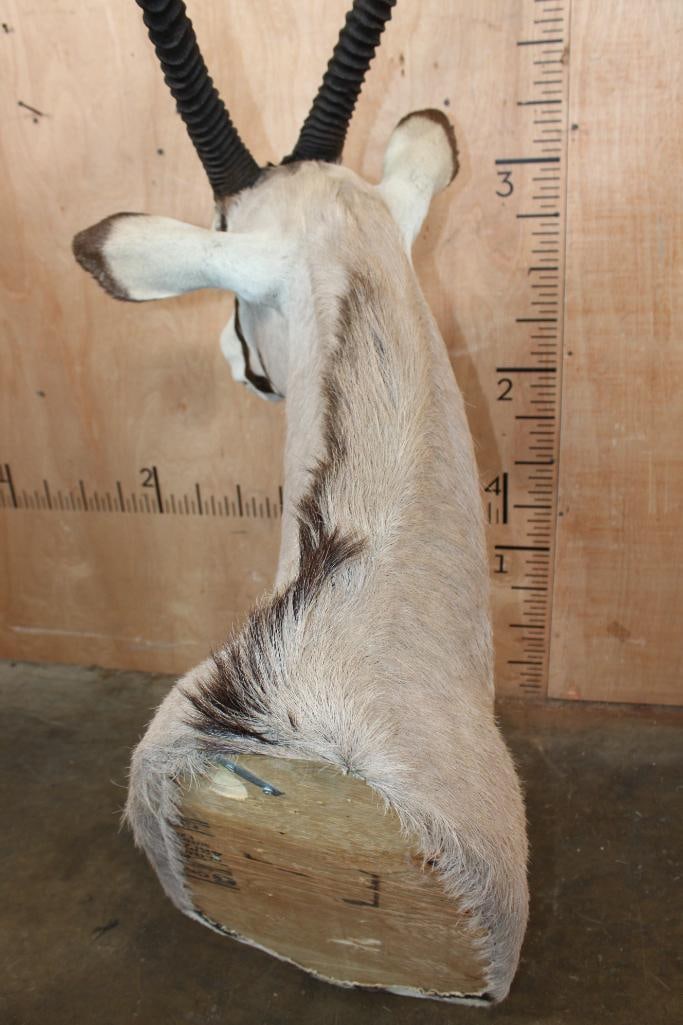 GEMSBOK Shoulder Mount - 6