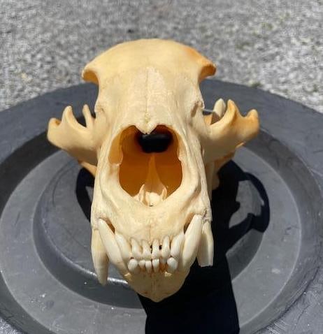 Very Large "600 lb" BLACK BEAR Full Skull with All its Teeth - 2