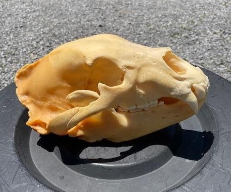 Very Large "600 lb" BLACK BEAR Full Skull with All its Teeth - 3