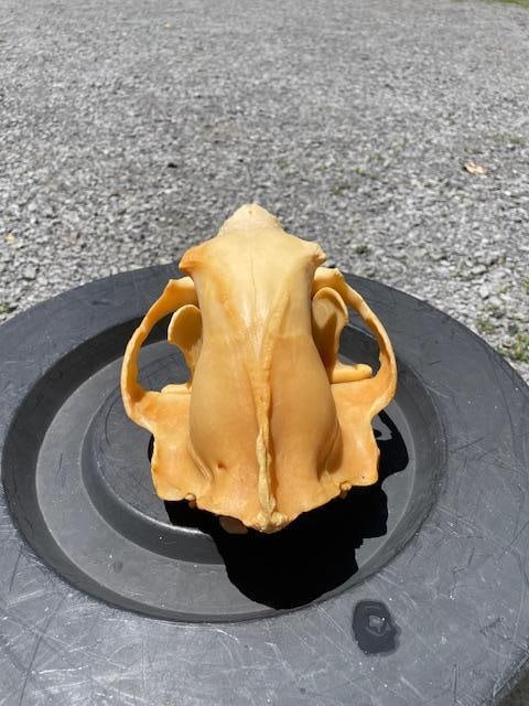 Very Large "600 lb" BLACK BEAR Full Skull with All its Teeth - 4