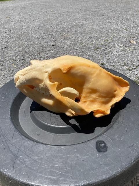Very Large "600 lb" BLACK BEAR Full Skull with All its Teeth - 5