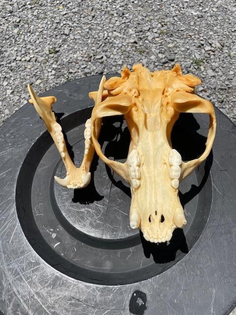 Very Large "600 lb" BLACK BEAR Full Skull with All its Teeth - 6