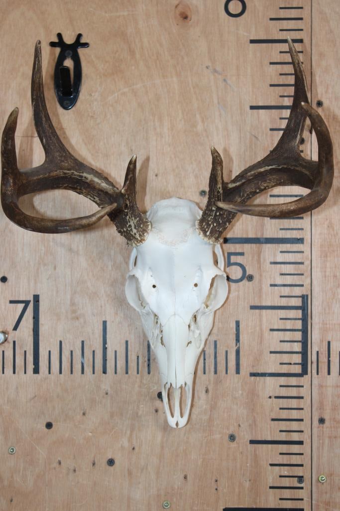 8-Point WHITETAIL DEER Skull: Nice little 8-Point WHITETAIL DEER Skull. It has a 13" Spread and All its Teeth. TAXIDERMY SKULLS 