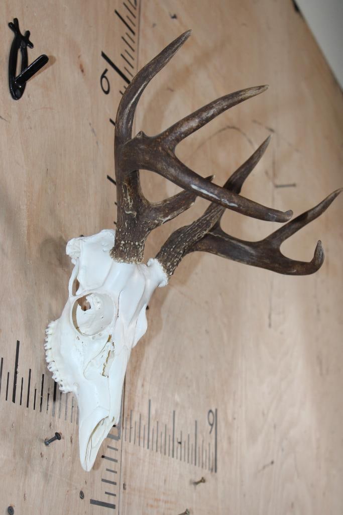 8-Point WHITETAIL DEER Skull - 2