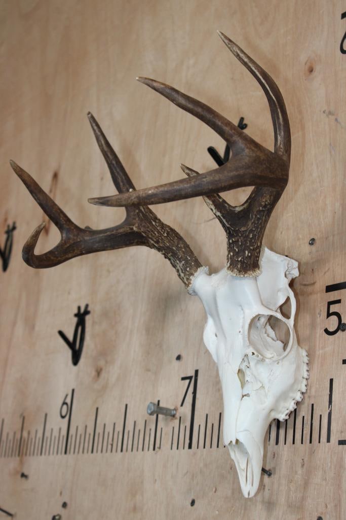 8-Point WHITETAIL DEER Skull - 3