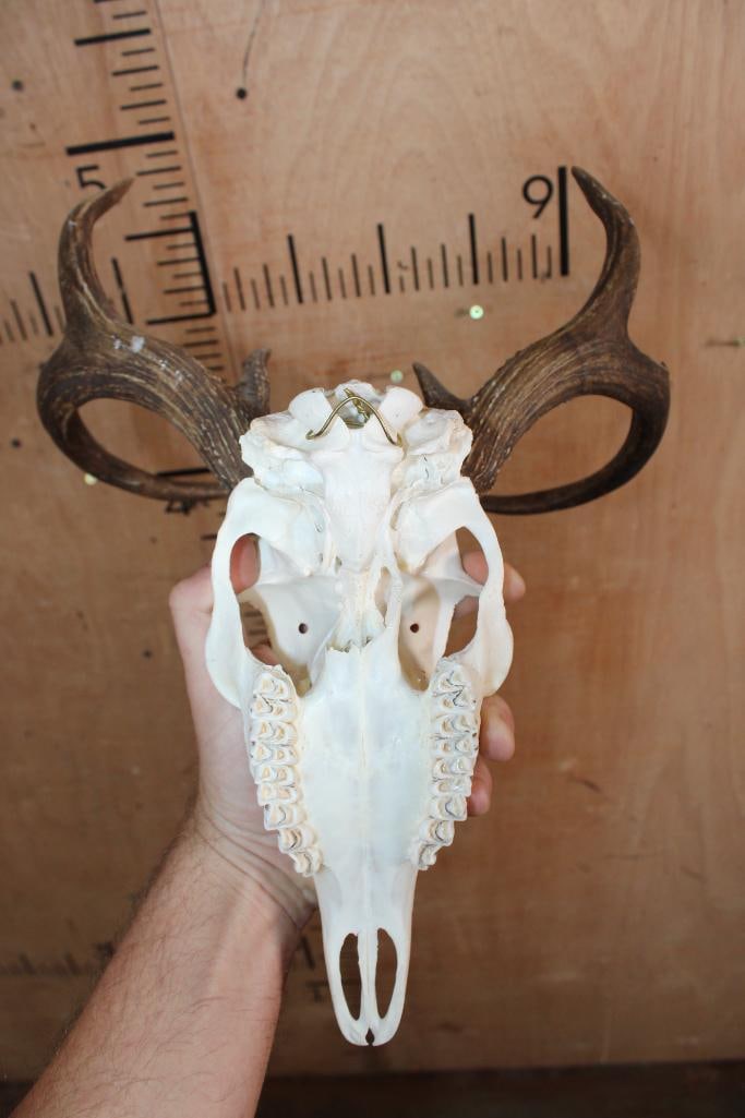 8-Point WHITETAIL DEER Skull - 4