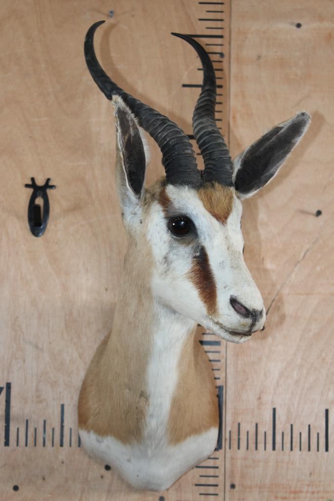 COMMON SPRINGBOK Shoulder Mount - 2