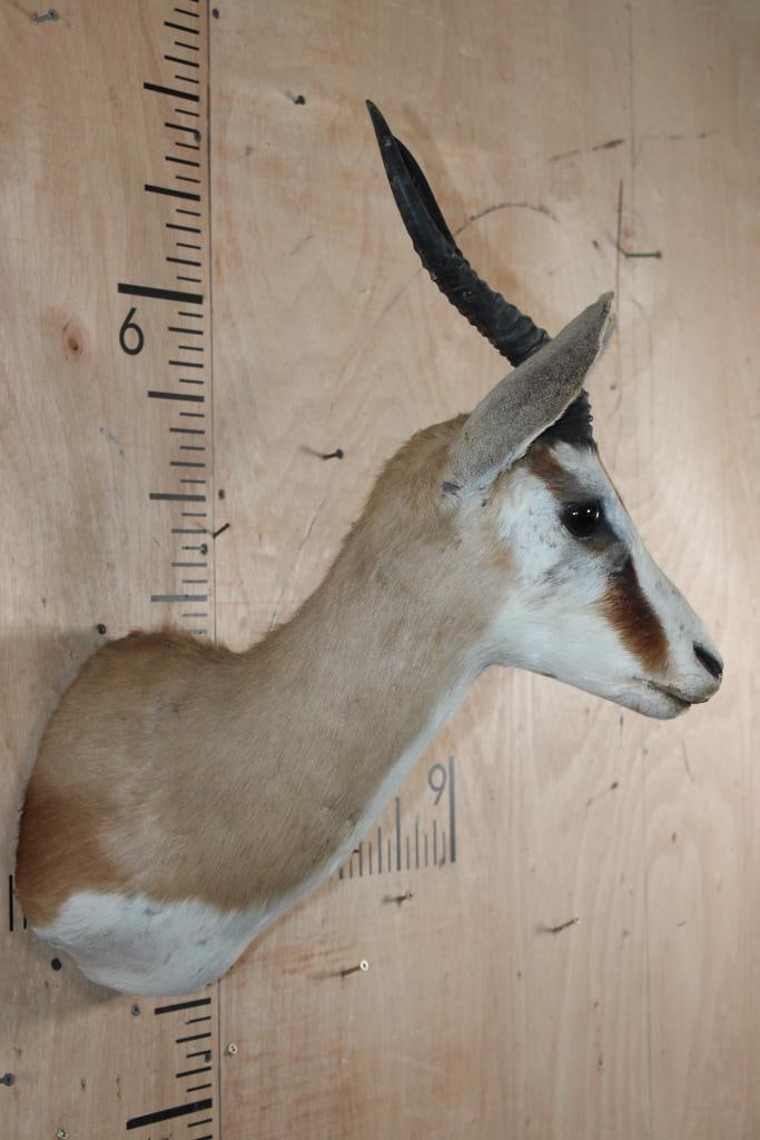 COMMON SPRINGBOK Shoulder Mount - 3