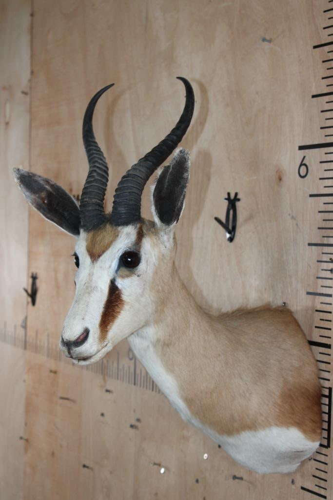 COMMON SPRINGBOK Shoulder Mount - 4