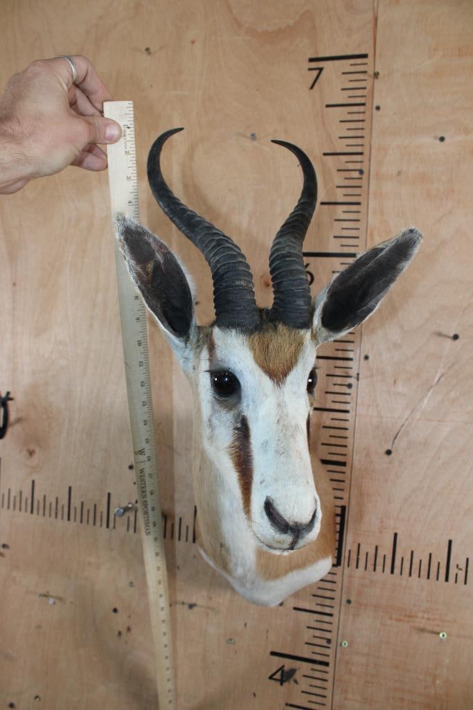 COMMON SPRINGBOK Shoulder Mount - 5