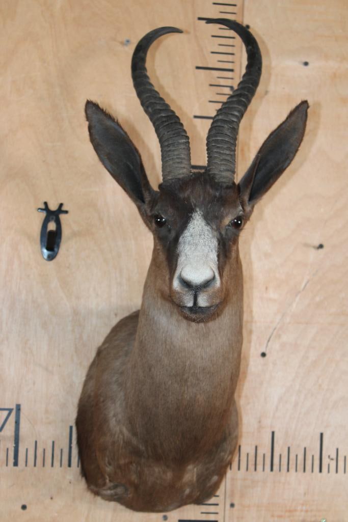 Chocolate SPRINGBOK Shoulder Mount: Very Nice, Clean, and Newer Chocolate SPRINGBOK Shoulder Mount. The Horns measure 14" and 13.75" Long. It is in Very Good Condition. TAXIDERMY 