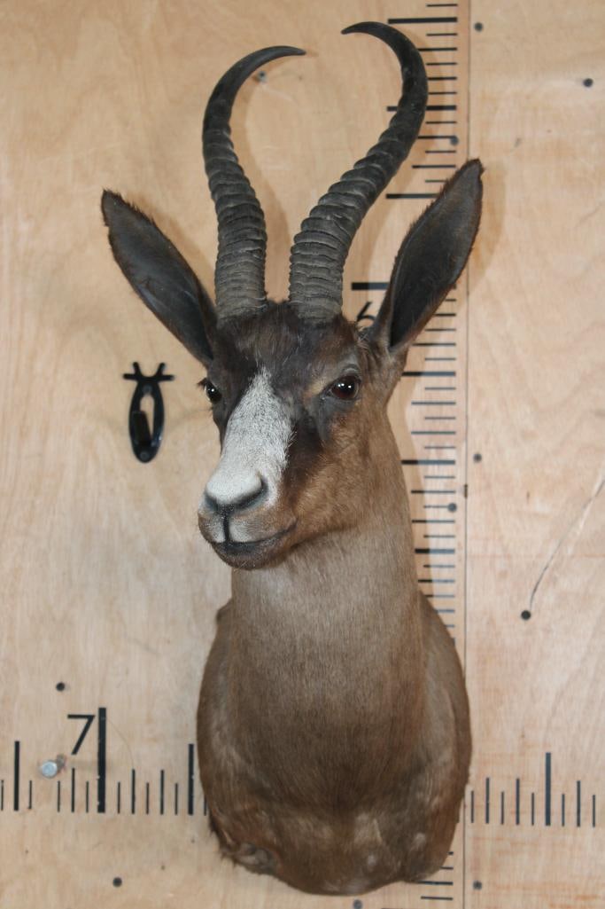 Chocolate SPRINGBOK Shoulder Mount - 2