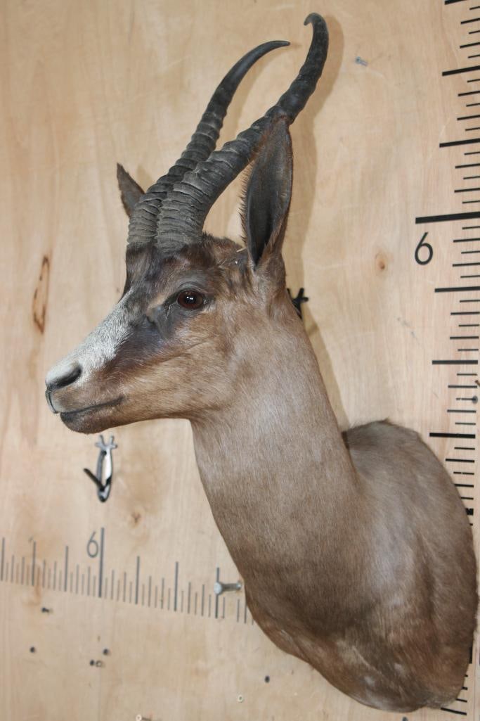 Chocolate SPRINGBOK Shoulder Mount - 3