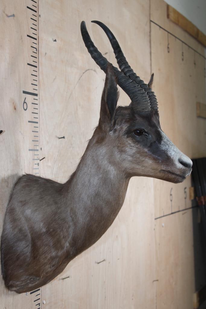 Chocolate SPRINGBOK Shoulder Mount - 4