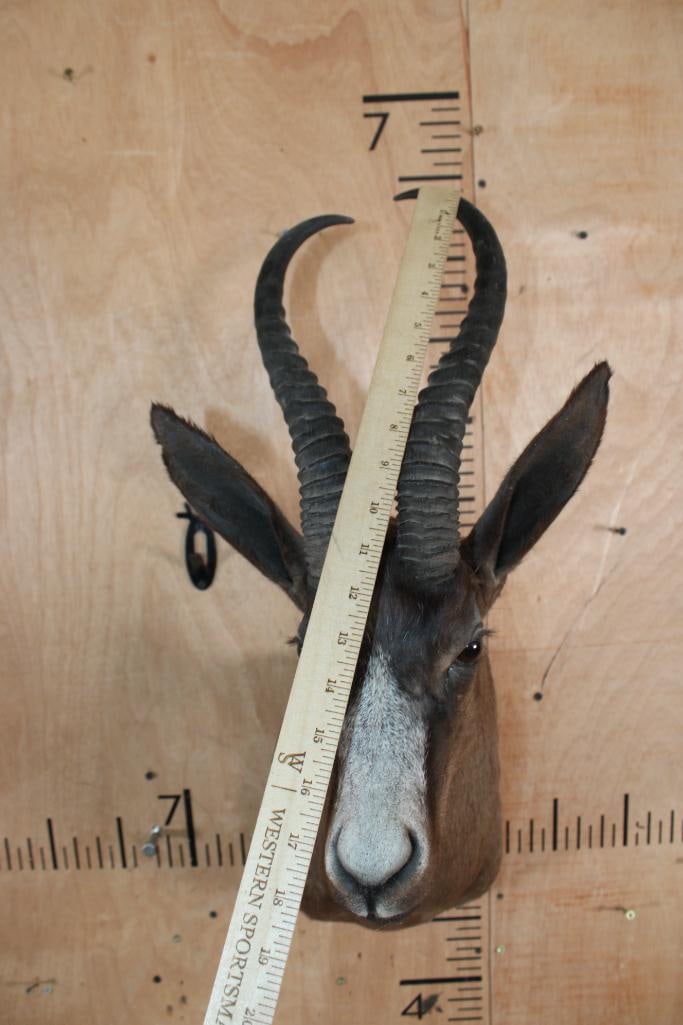 Chocolate SPRINGBOK Shoulder Mount - 5