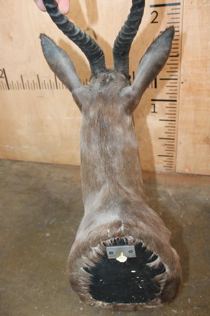 Chocolate SPRINGBOK Shoulder Mount - 6