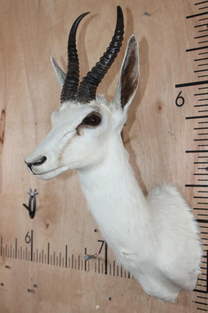 WHITE SPRINGBOK Shoulder Mount - 2