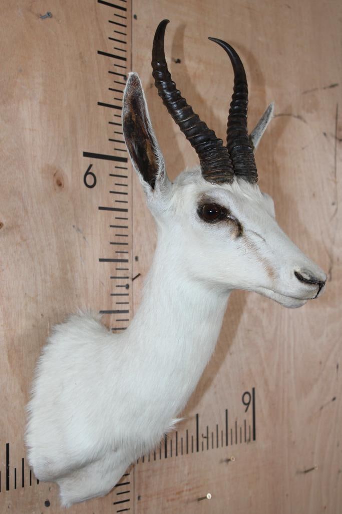 WHITE SPRINGBOK Shoulder Mount - 3