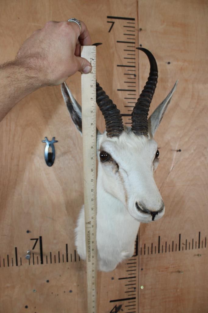 WHITE SPRINGBOK Shoulder Mount - 4