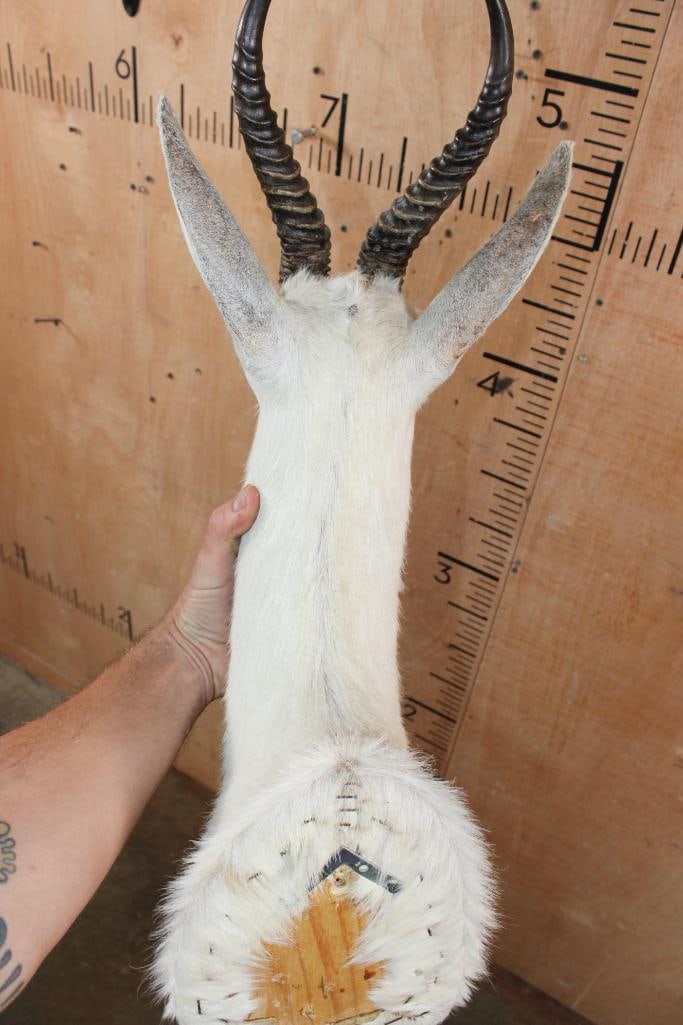 WHITE SPRINGBOK Shoulder Mount - 5