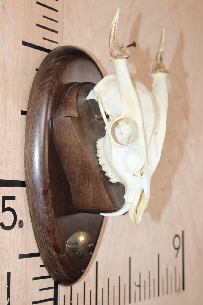 MUNTJAC Skull on a Wood Plaque - 2