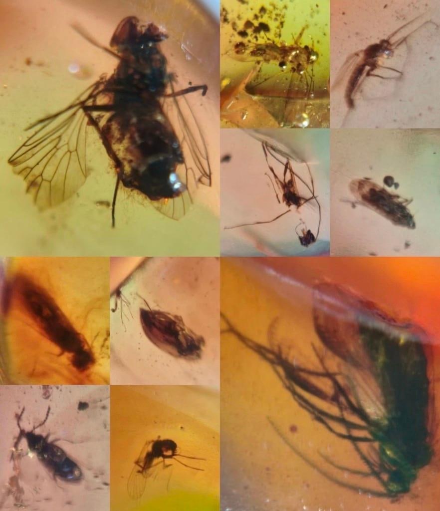 10 Pieces of Authentic Myanmar AMBER Fossil Specimens - 3