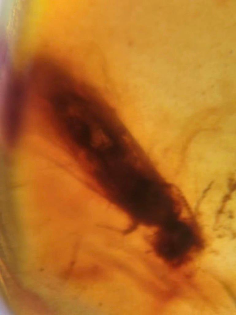10 Pieces of Authentic Myanmar AMBER Fossil Specimens - 8