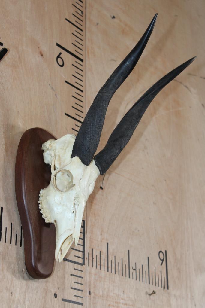 BUSHBUCK Skull on a Wood Plaque - 2