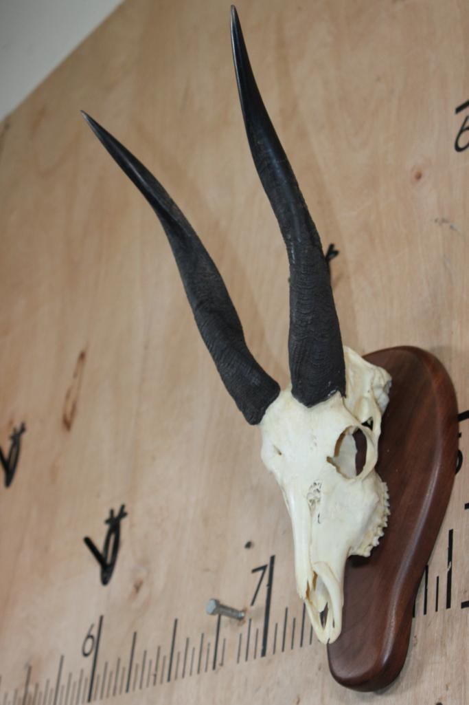 BUSHBUCK Skull on a Wood Plaque - 3
