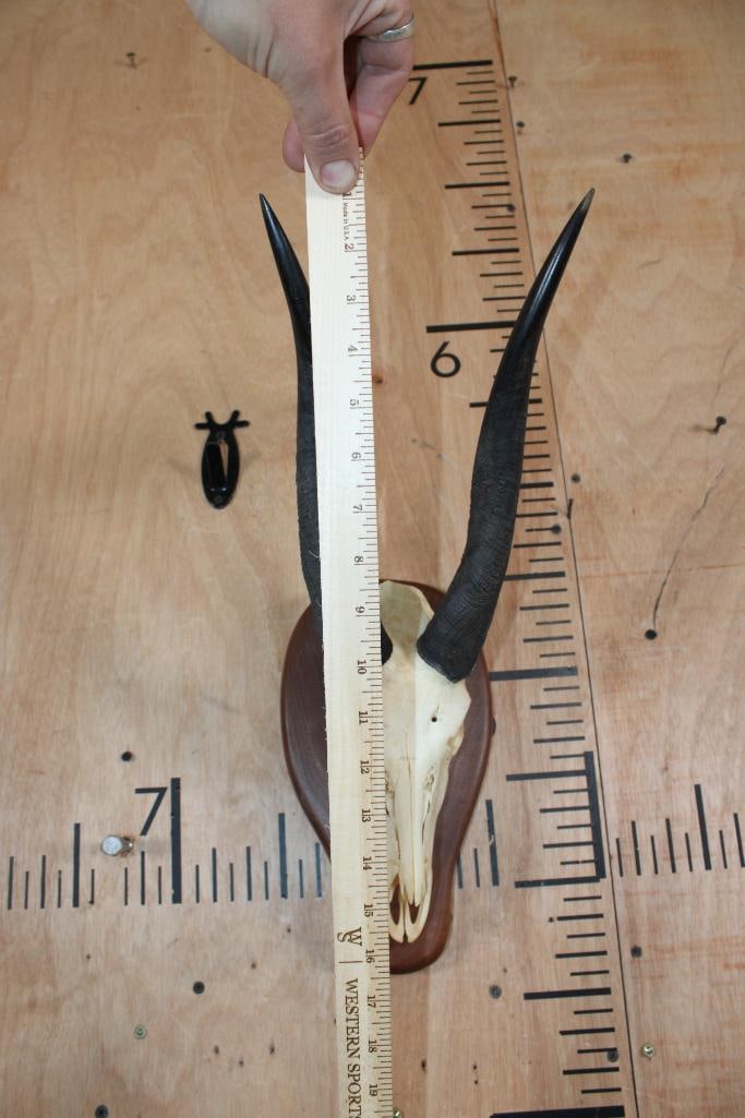 BUSHBUCK Skull on a Wood Plaque - 4