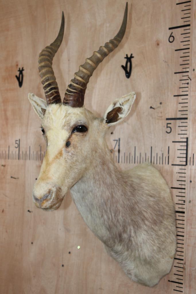 White BLESBOK Shoulder Mount - 2