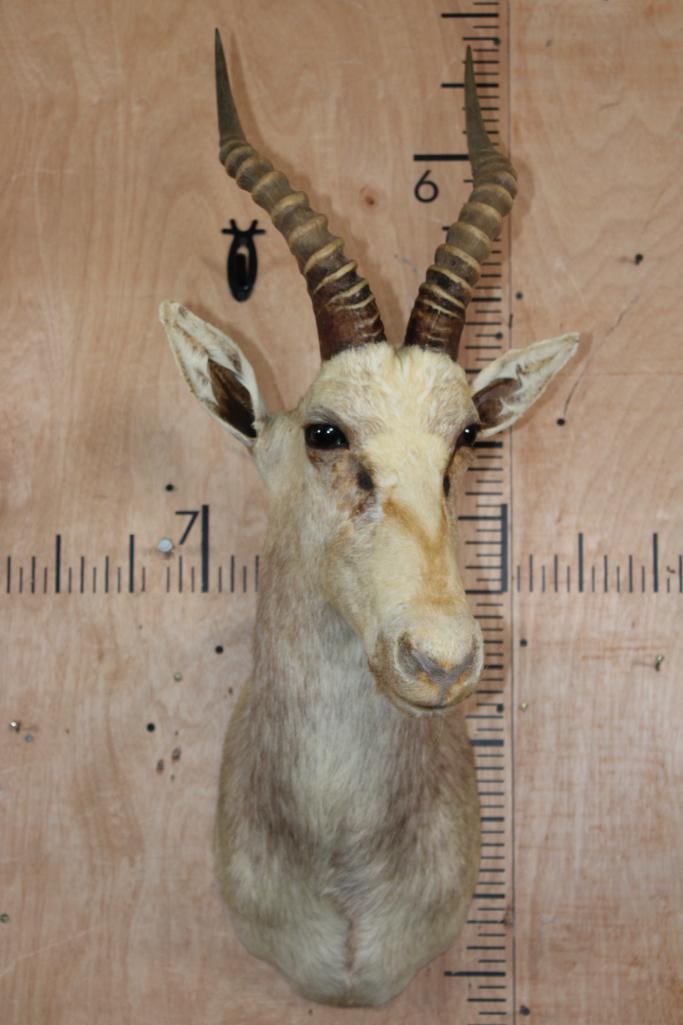 White BLESBOK Shoulder Mount - 3