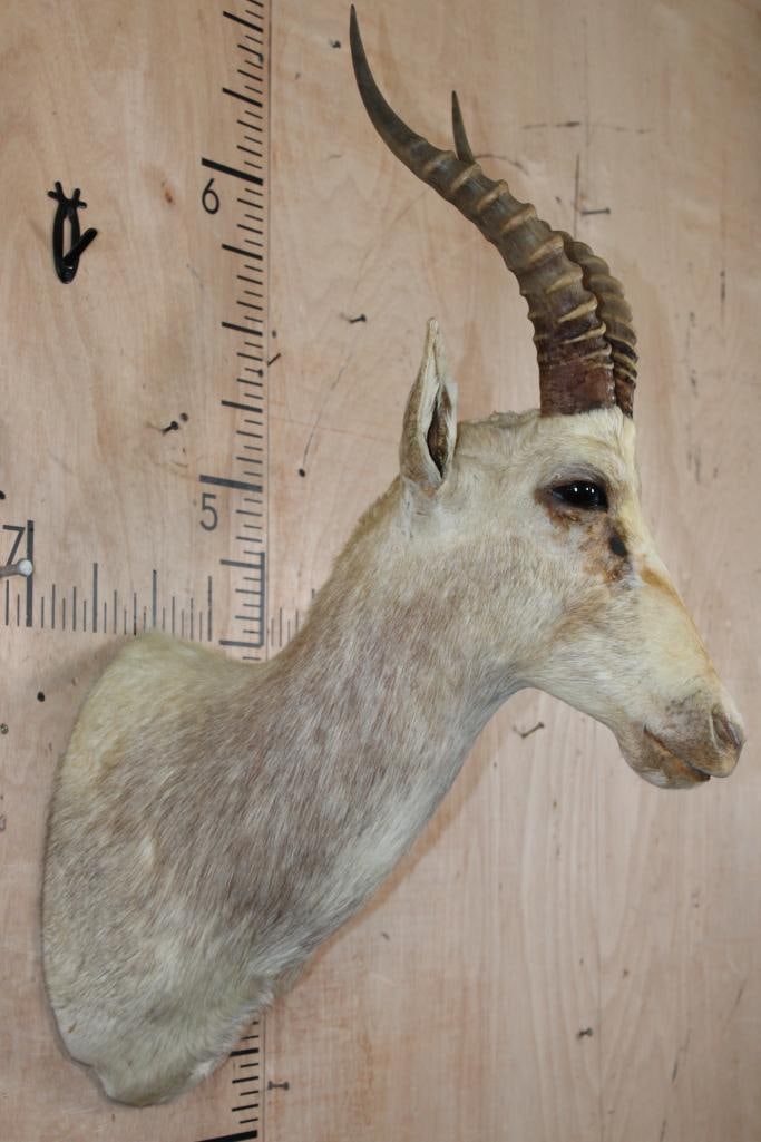 White BLESBOK Shoulder Mount - 4