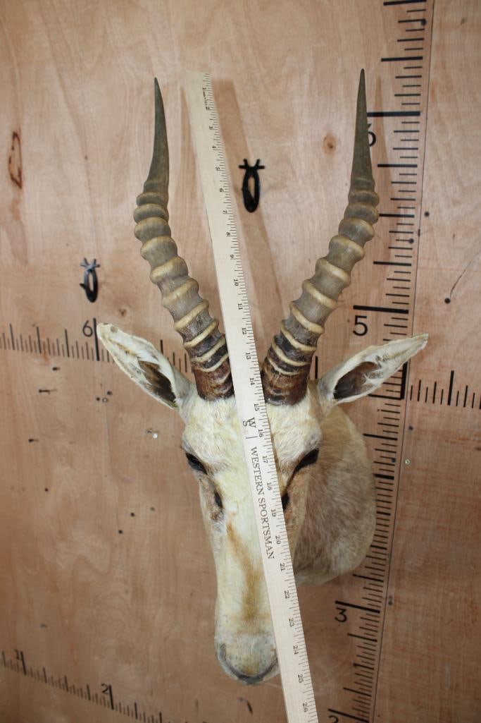 White BLESBOK Shoulder Mount - 5