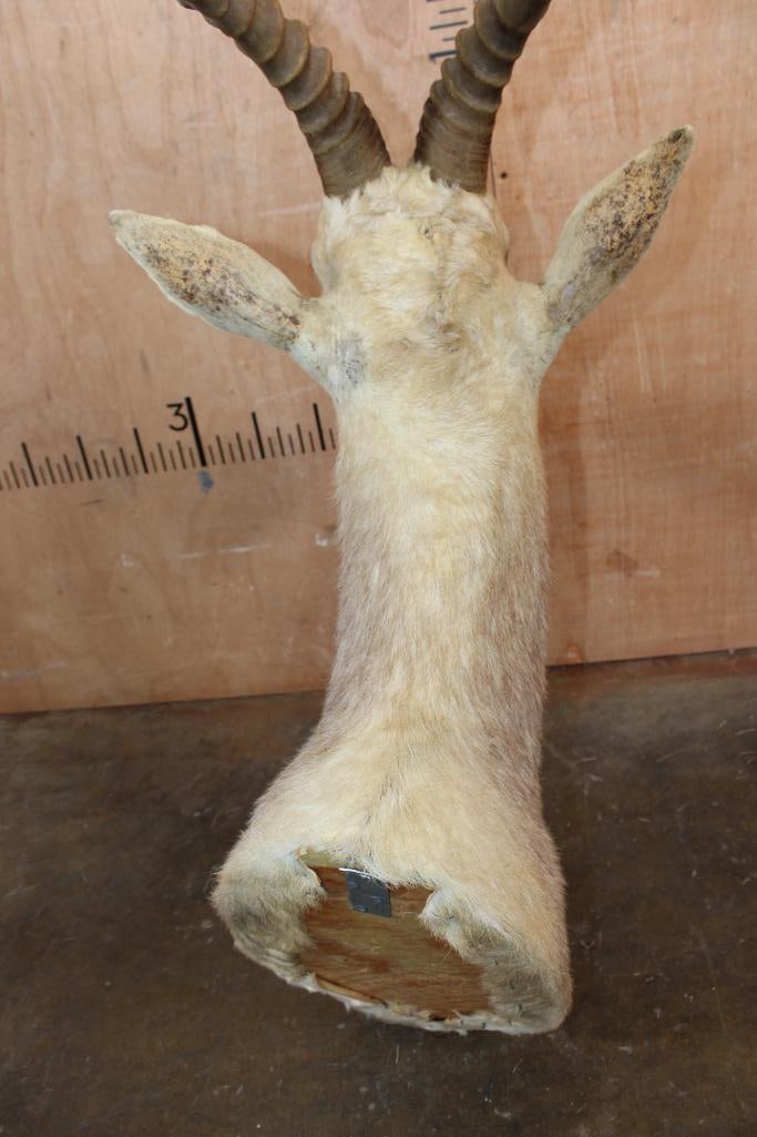 White BLESBOK Shoulder Mount - 6