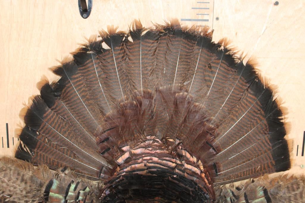 TURKEY CAPE Wall Mount - 2