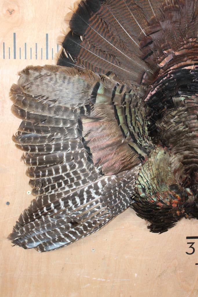 TURKEY CAPE Wall Mount - 3