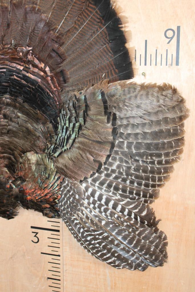 TURKEY CAPE Wall Mount - 4