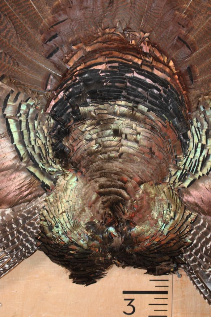 TURKEY CAPE Wall Mount - 5