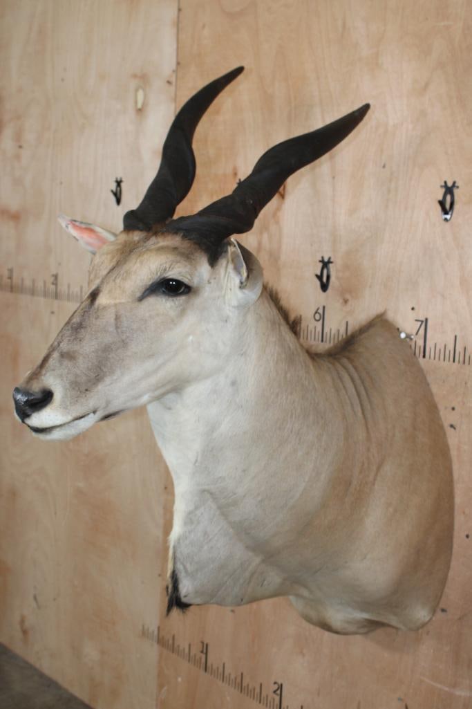 ELAND Shoulder Mount - 2