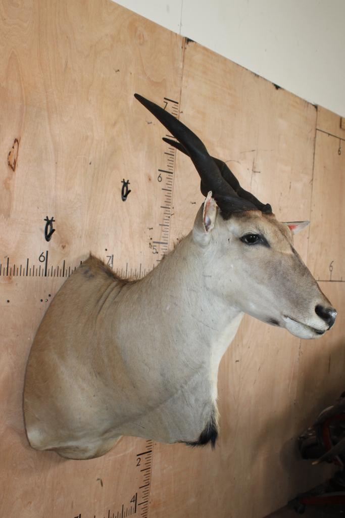 ELAND Shoulder Mount - 3