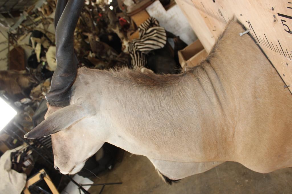 ELAND Shoulder Mount - 5
