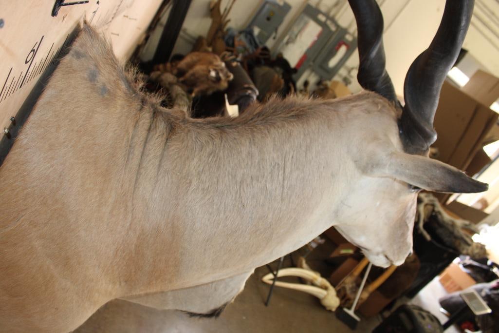ELAND Shoulder Mount - 6