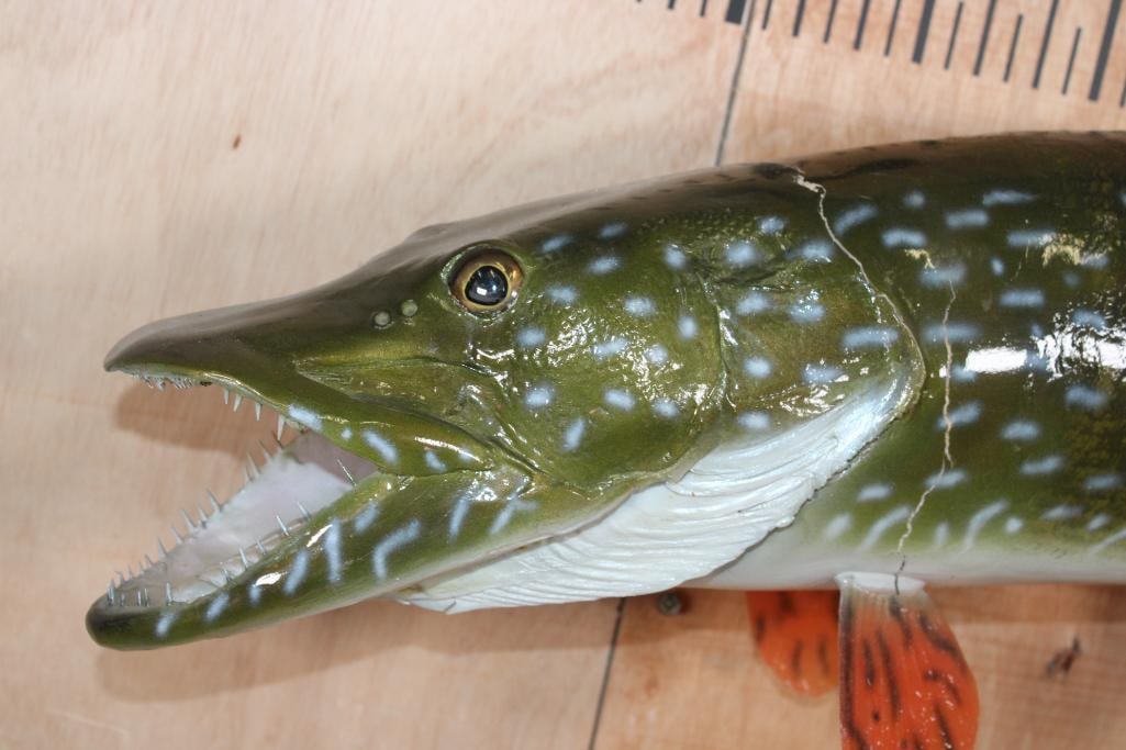 Big *Real Skin* NORTHERN PIKE Fish Mount - 3